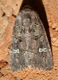 Bristly Cutworm
